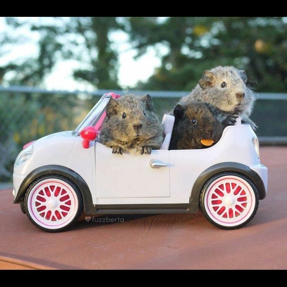 Meet your Posher, Dana - Picture 3 of 4